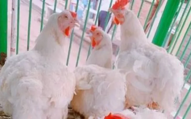 أسعار الفراخ البلدي والبيضاء في الأقصر تواصل استقرارها اليوم الثلاثاء 25 نوفمبر 2025